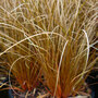 Carex comans 'Bronze'