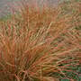 Carex Buchanii
