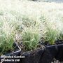 Carex comans 'Green'