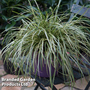 Carex oshimensis 'Evercream'