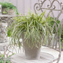 Carex 'Feather Falls'