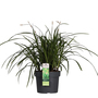 Carex morrowii 'Irish Green'