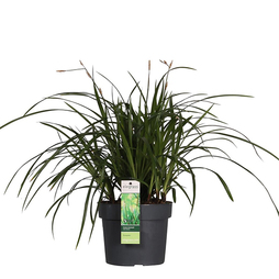 Carex morrowii 'Irish Green'