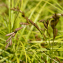 Carex muskingumensis (Marginal Aquatic)