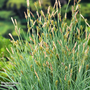 Carex panicea (Marginal Aquatic)