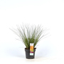 Carex testacea 'Prairie Fire'