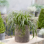Carex 'Ribbon Falls'