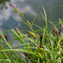 Carex riparia (Marginal Aquatic)