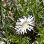 Carlina acaulis subsp. caulescens