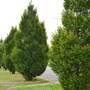 Carpinus betulus 'Fastigiata' (Mature Tree)