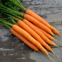 Carrot 'Amsterdam Forcing' - Seeds
