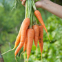 Carrot 'Autumn King 2' - Seeds