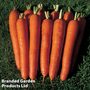 Carrot 'Bangor' F1 Hybrid - Seeds