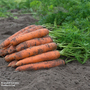 Carrot F1 'Bangor' - Veg Saver Seeds