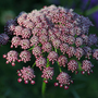 Daucus carota 'Dara' - Kew Flowerhouse Collection Seeds