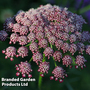 Daucus carota 'Dara' - Kew Flowerhouse Collection Seeds