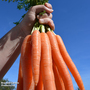 Carrot 'Eskimo' F1 Hybrid (Maincrop) - Veg Saver Seeds