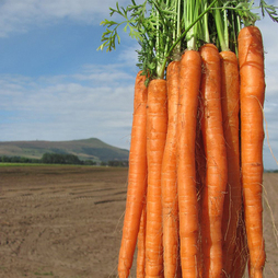 Carrot 'Excalibur' F1 - Seeds