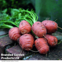 Carrot 'Paris Market' - RHS Kids Seeds