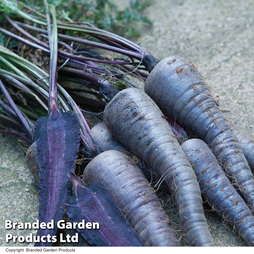 Carrot 'Purple Sun' - Kew Vegetable Seed Collection