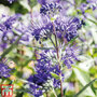 Caryopteris x clandonensis 'Heavenly Blue'