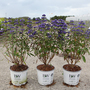 Caryopteris x clandonensis 'Beyond Midnight'