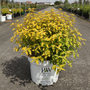 Caryopteris incana 'Sunny Blue'