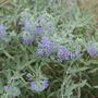 Caryopteris clandonensis 'Sterling Silver'