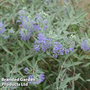 Caryopteris clandonensis 'Sterling Silver'