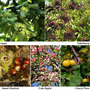 Edible Hedging Collection