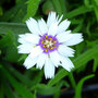 Catananche Caerulea Alba