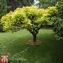 Catalpa bignonioides 'Aurea'