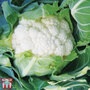 Cauliflower Late Summer Collection