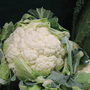 Cauliflower 'All The Year Round' (Spring/ Summer/Autumn) - Seeds