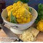 Cauliflower (Amoresco) 'Amo 125' F1 - Seeds