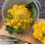 Cauliflower (Amoresco) 'Amo 125' F1