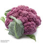 Cauliflower DePurple F1 - Kew Vegetable Seed Collection