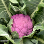 Cauliflower 'DePurple' F1 - Seeds