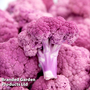 Cauliflower DePurple F1 - Kew Vegetable Seed Collection