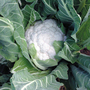 Cauliflower 'Jamaica' F1 - Seeds
