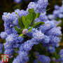 Ceanothus griseus var. horizontalis 'Yankee Point'