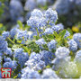 Ceanothus thyrsiflorus var. repens