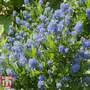 Ceanothus 'Skylark'