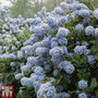 Ceanothus 'Puget Blue'