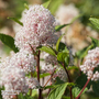 Ceanothus x pallidus 'Marie Simon'