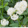 Ceanothus thyrsiflorus 'Millerton Point'