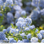 Ceanothus thyrsiflorus var. repens