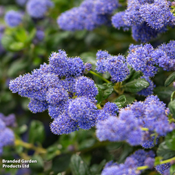 Ceanothus griseus var. horizontalis 'Yankee Point'