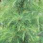 Cedrus deodara