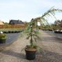 Cedrus deodara 'Golden Horizon'